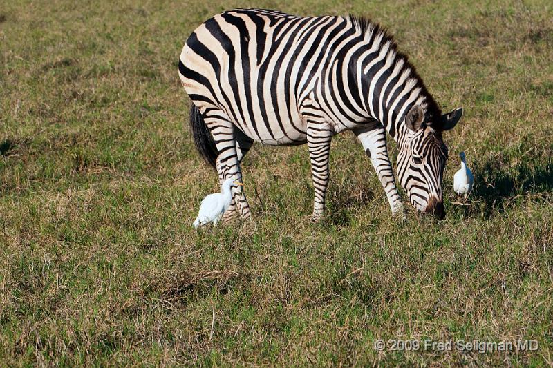 20090616_173145 D300 X1.jpg - Zebras, Selinda Spillway, Botswana